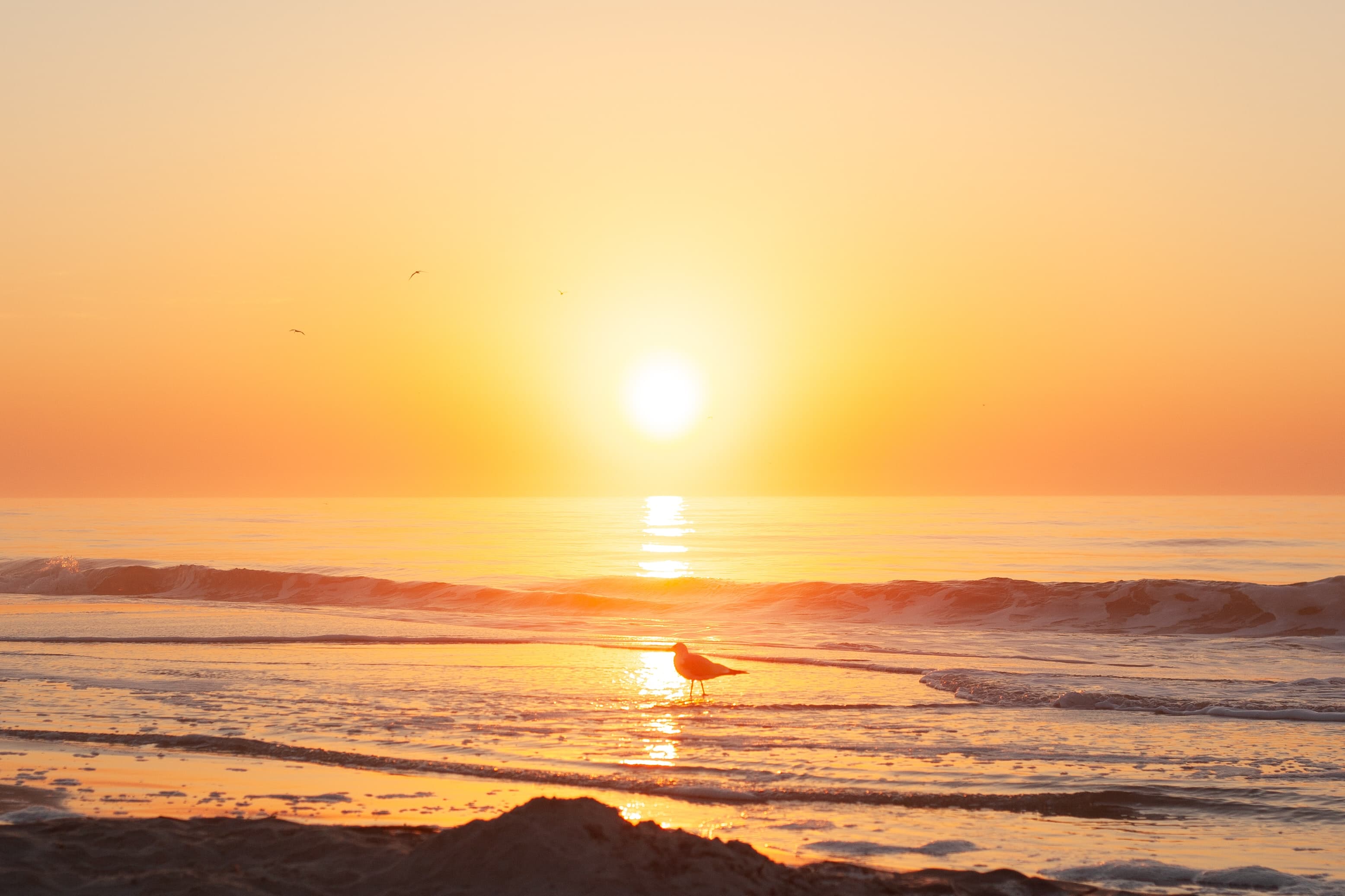 This is a photo of a beach sunset with a seagull at the center of the frame.